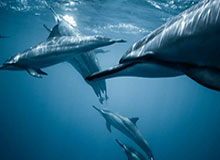 【紧急】蘑菇影视在线观看深度揭秘：热点事件风波背后，神秘人在记者发布会的角色罕见令人意外